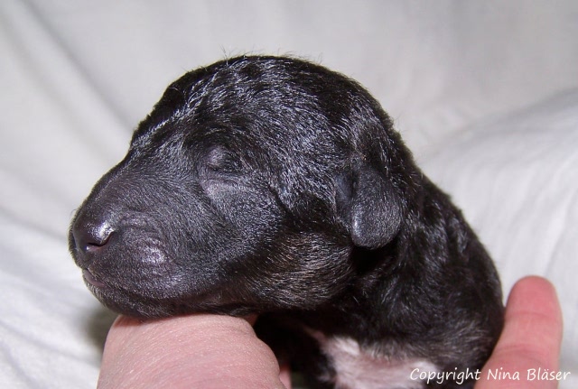 Ruede - Male 12012008 (10).jpg